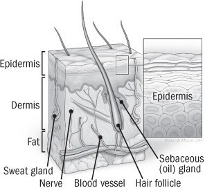 Skin layers